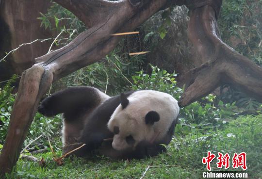D顰似(c)L z