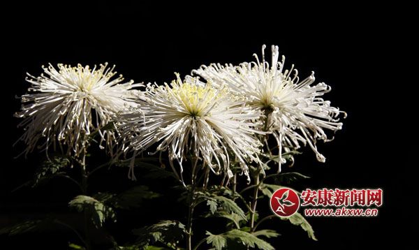 10京`ŵľջ鿶bȻһʒɪͼζɢl(f).jpg
